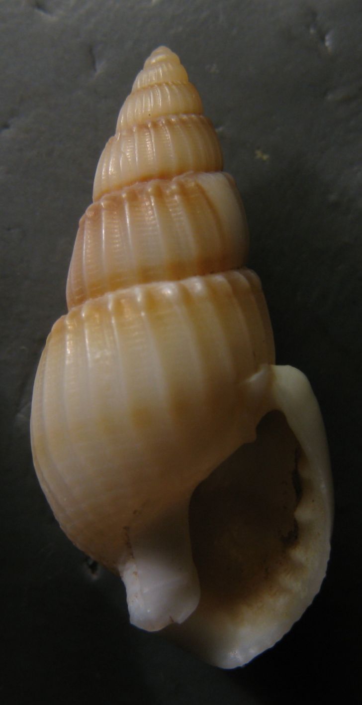 Nassarius lima?